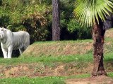La Flèche-Zoo-Tigre blanc (21)
