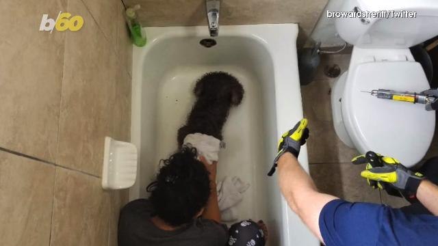 Dog Rescued from Bathtub After Getting Paw Trapped in Drain