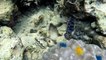 Underwater colorful worms, clam lips, fishes, corals, GoPro