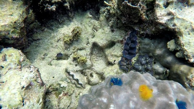 Underwater colorful worms, clam lips, fishes, corals, GoPro