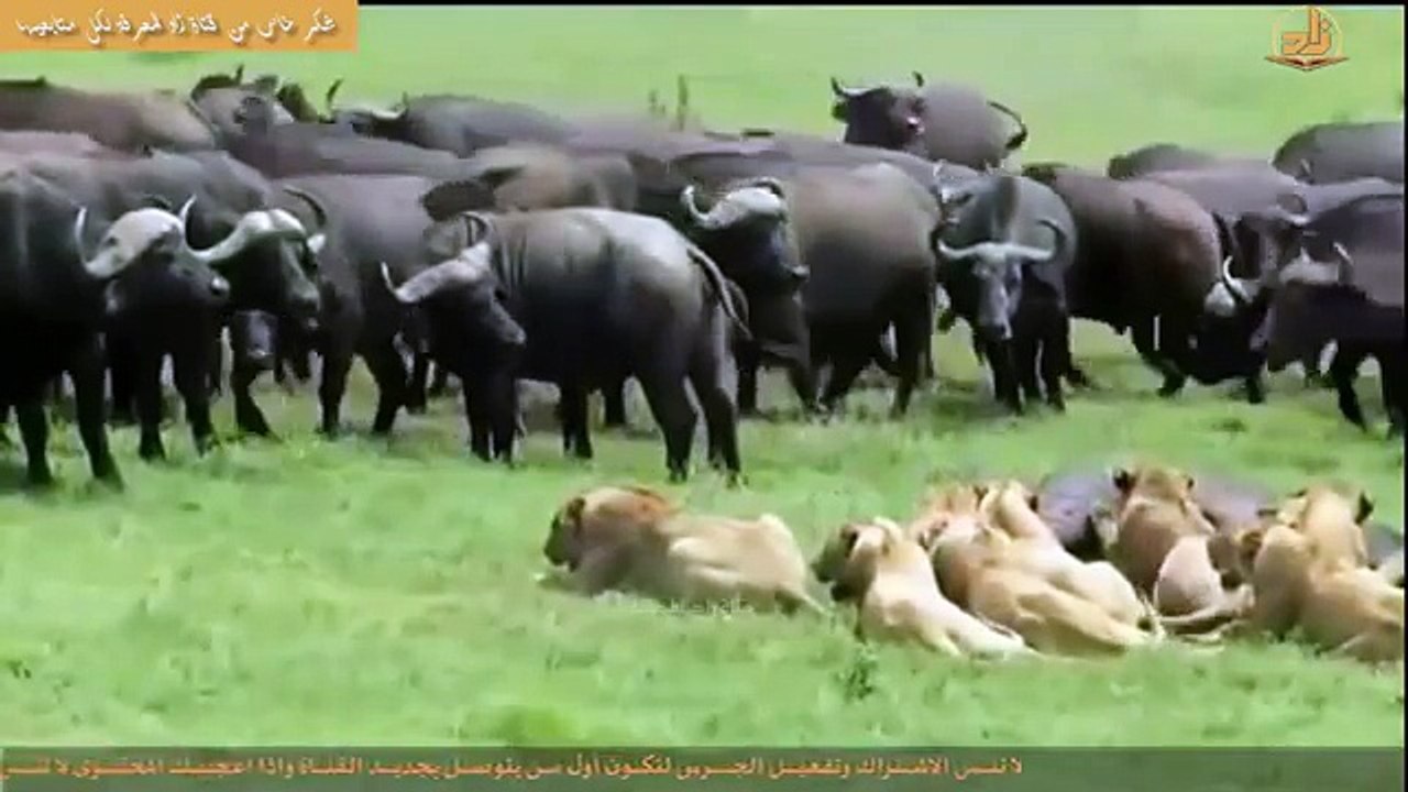ثـــورة الجواميـــس !! انها فرصـــة الانتقــــام!