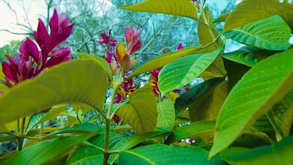 Rapha ft Noise - Si me voy ( Video Oficial )