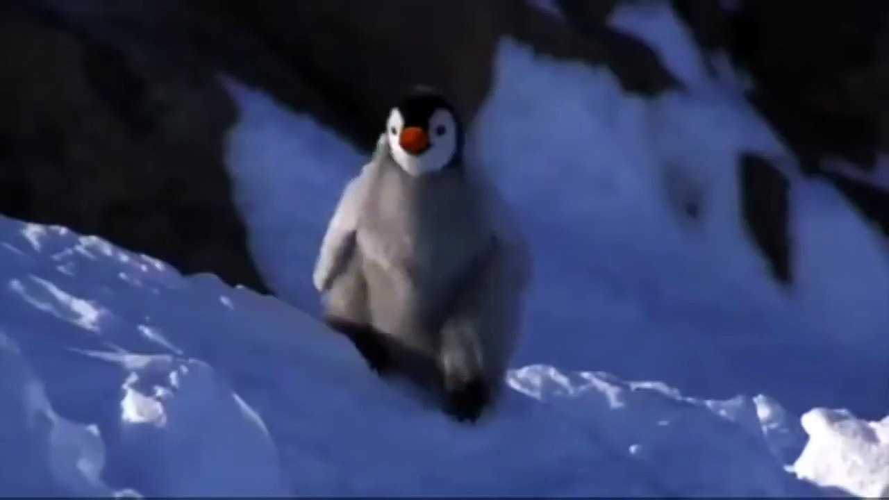 Noot Noot Penguins