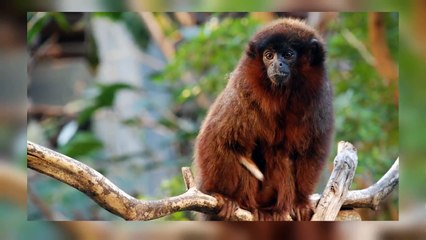 10 Weird Animals with Hilarious Names