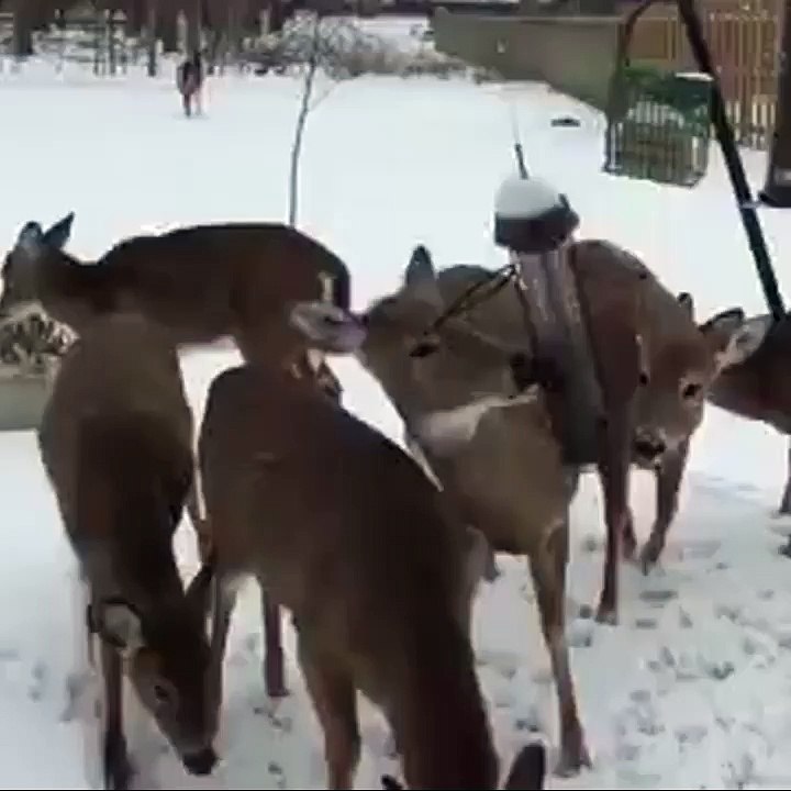 Ron sneezes and scares deer