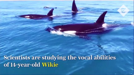 Les orques peuvent parler... La preuve!