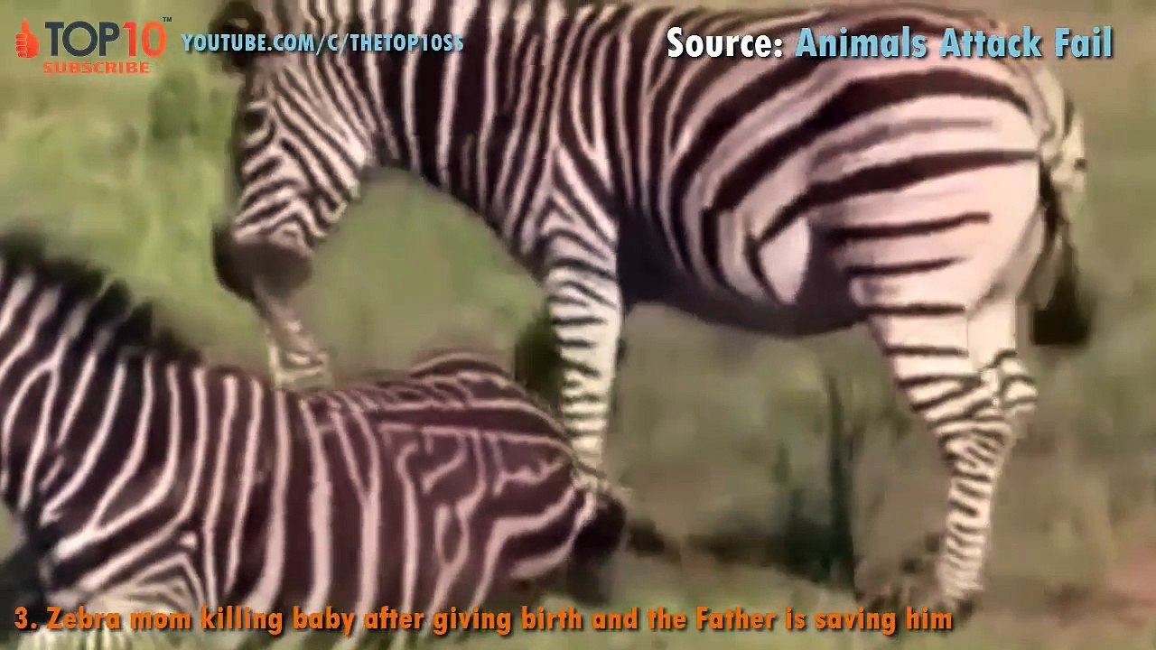 THE TOP 10 || TOP 10 ANIMALS SAVING AND PROTECTING THEIR BABY || Soul of Moms