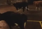'Udder Moohem' Reigns as Cows Run Loose Through Irish Town