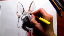 Drawing German Shepherd in Colored Pencil - Speed Draw _ Jasmina Susak_fx
