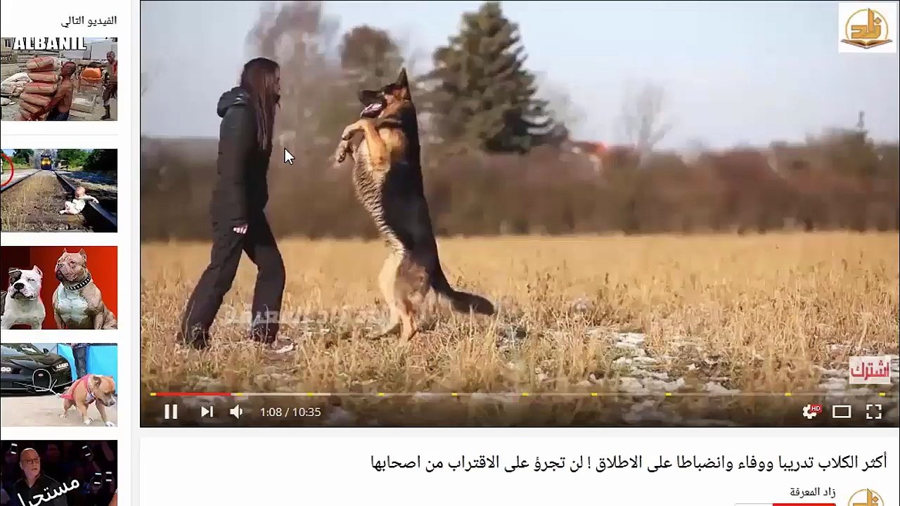 طائر متسكع غريب الأطوار يهاجم أي شيء في طريقه حتى العصي والحجارة