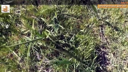 شاهد مصير الافاعي عندما تتجرأ على الاقتراب من ممالك النحل أو النمل