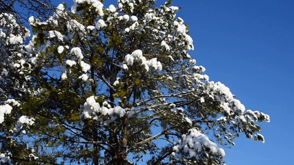 Melting Snow Falling from the Trees