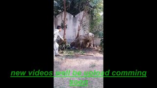 pashto funny videos of qurbani eid dangerous cow