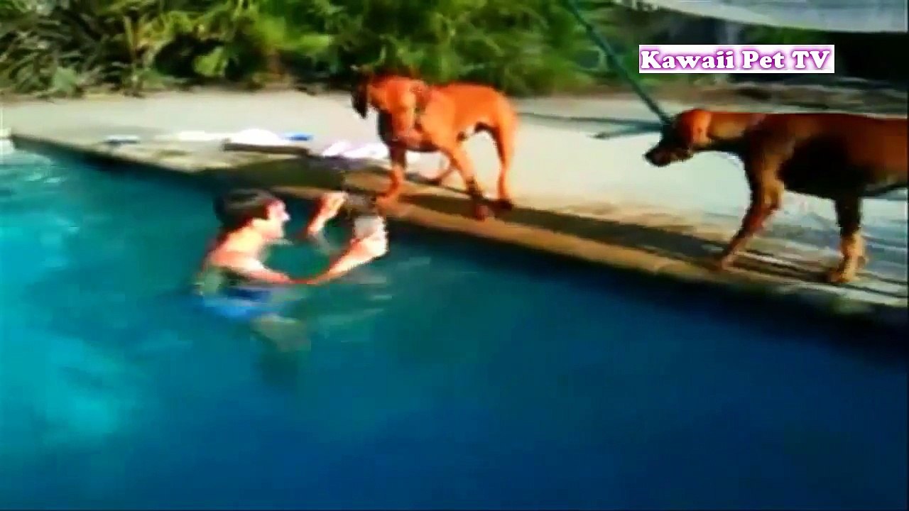 「犬感動」犬の素晴らしさをわかる動画●犬と人間は最大の友達だ。