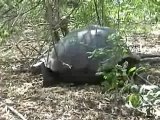 Galapagos Islands travel: Giant Tortoise