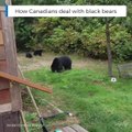 Méthode canadienne pour faire fuir les ours! Efficace