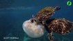 Les images bluffantes de 2 tortues qui mangent une grosse méduse... Magnifique