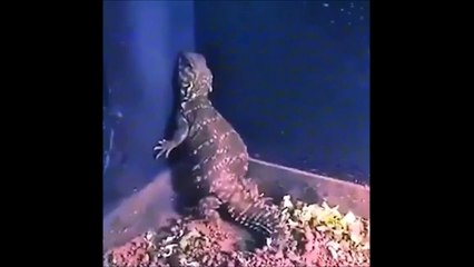 Ce lézard nous fait une démo de zouk... Gros niveau