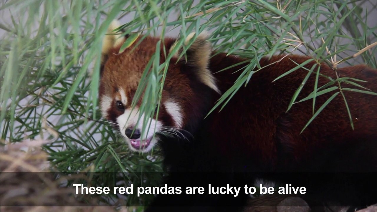 Red pandas rescued in Laos stir fears over exotic pet trade