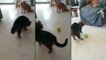 Un chat joue bizarrement avec une balle