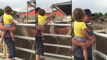 Un Lama éternue sur un papa