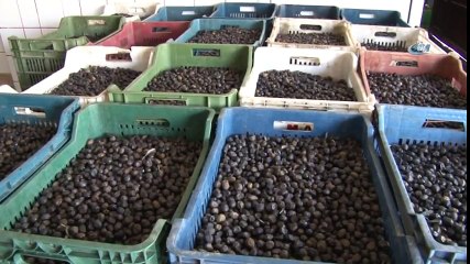 ‘Zeytin Dalı’na Zeytin Diyarından Destek