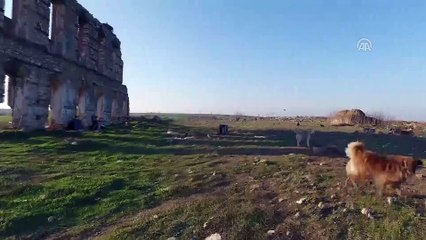 Edirneli hayvanseverlerden itlaf iddiası - EDİRNE