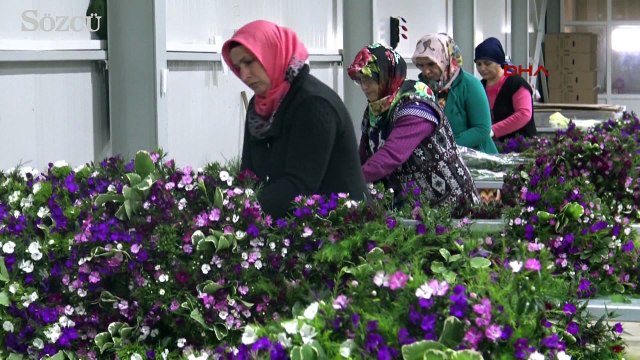 Sevgililer günü nedeniyle 35 milyon dal kesme çiçek ihracatı hedefleniyor.