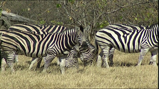 Zebras and Giraffes. Samburu National Reserve