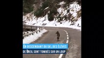 Un loup aperçu en pleine route dans les Alpes