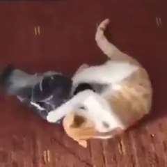 Balkanski Golubov Macka Je Golubu Najbolji Prijatelj u 2018 tu