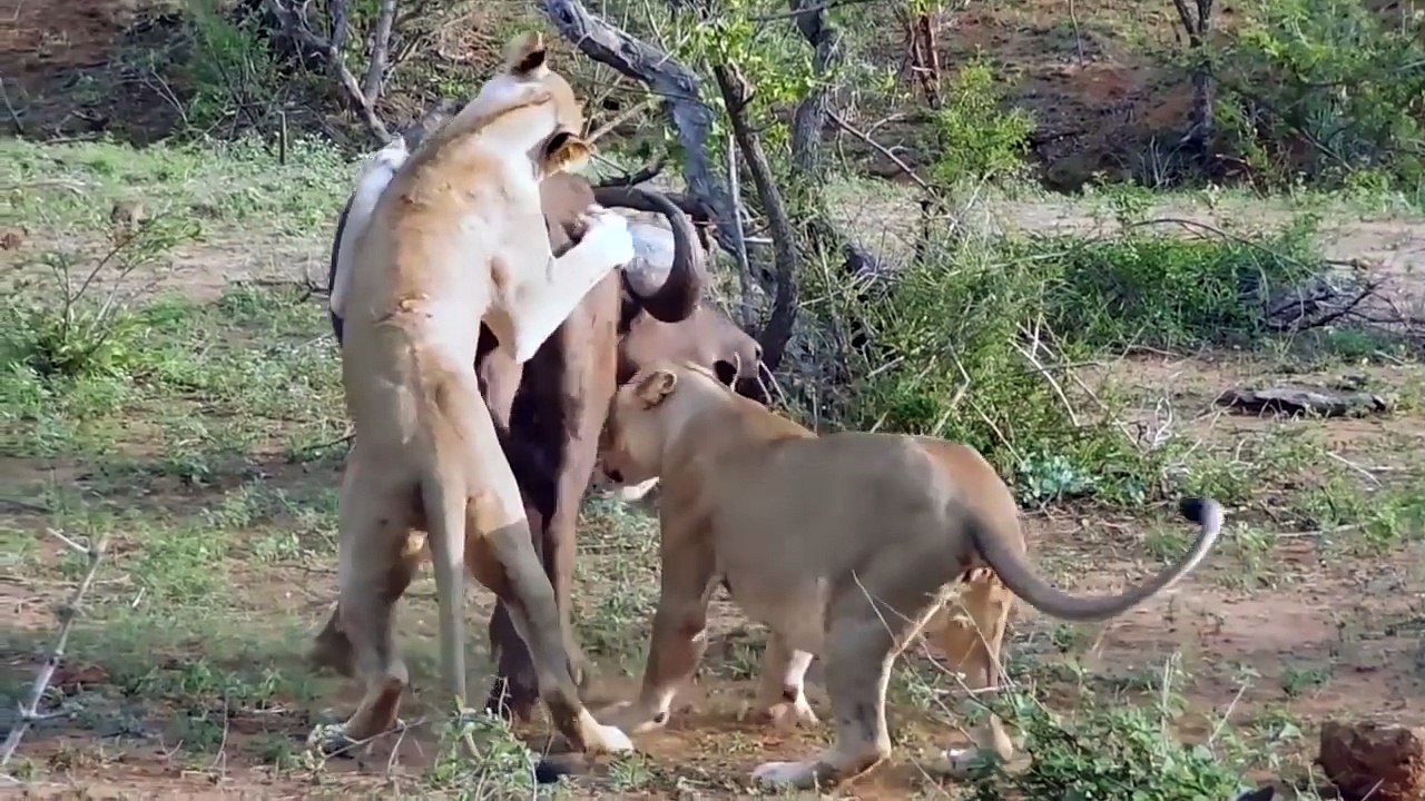 Savage Lion Kills and Eat Alive Buffalo and Calf