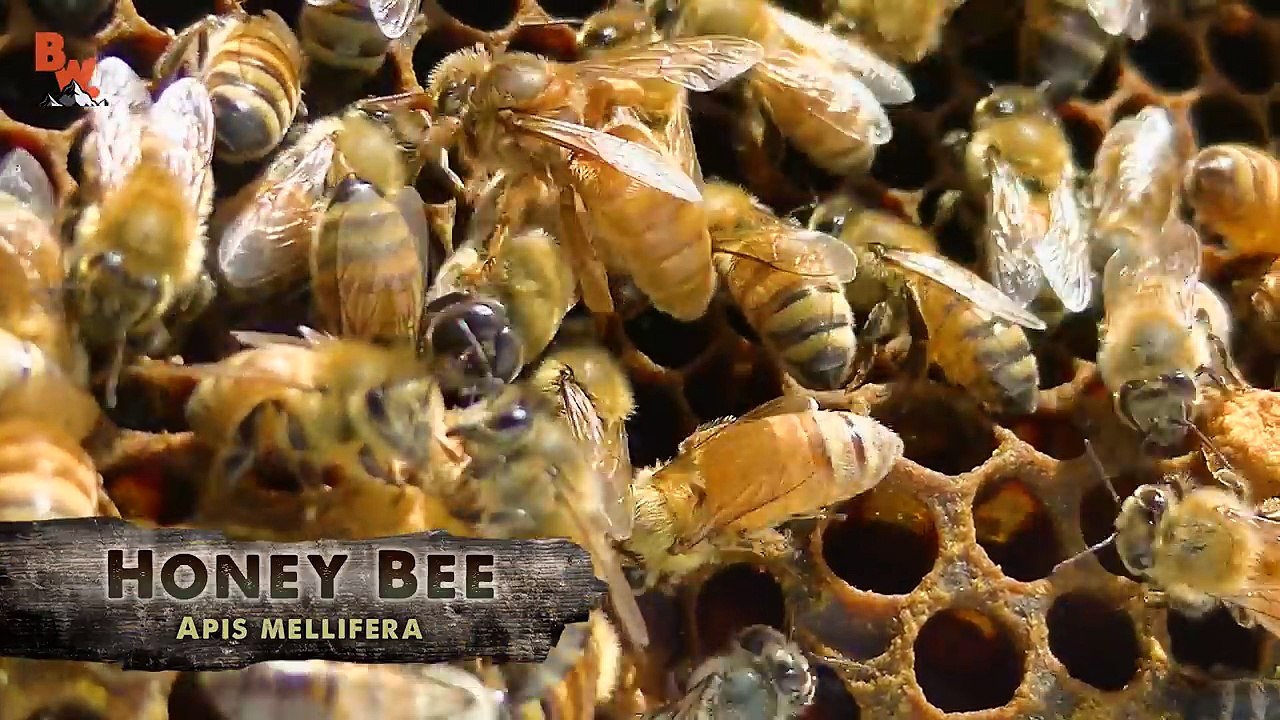 Bee Beard GONE WRONG!