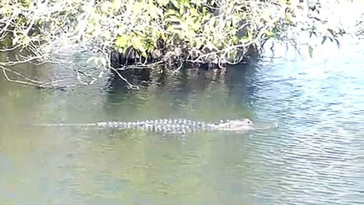 wallygator