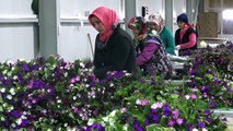 Türkiye’nin çiçek üretim merkezi