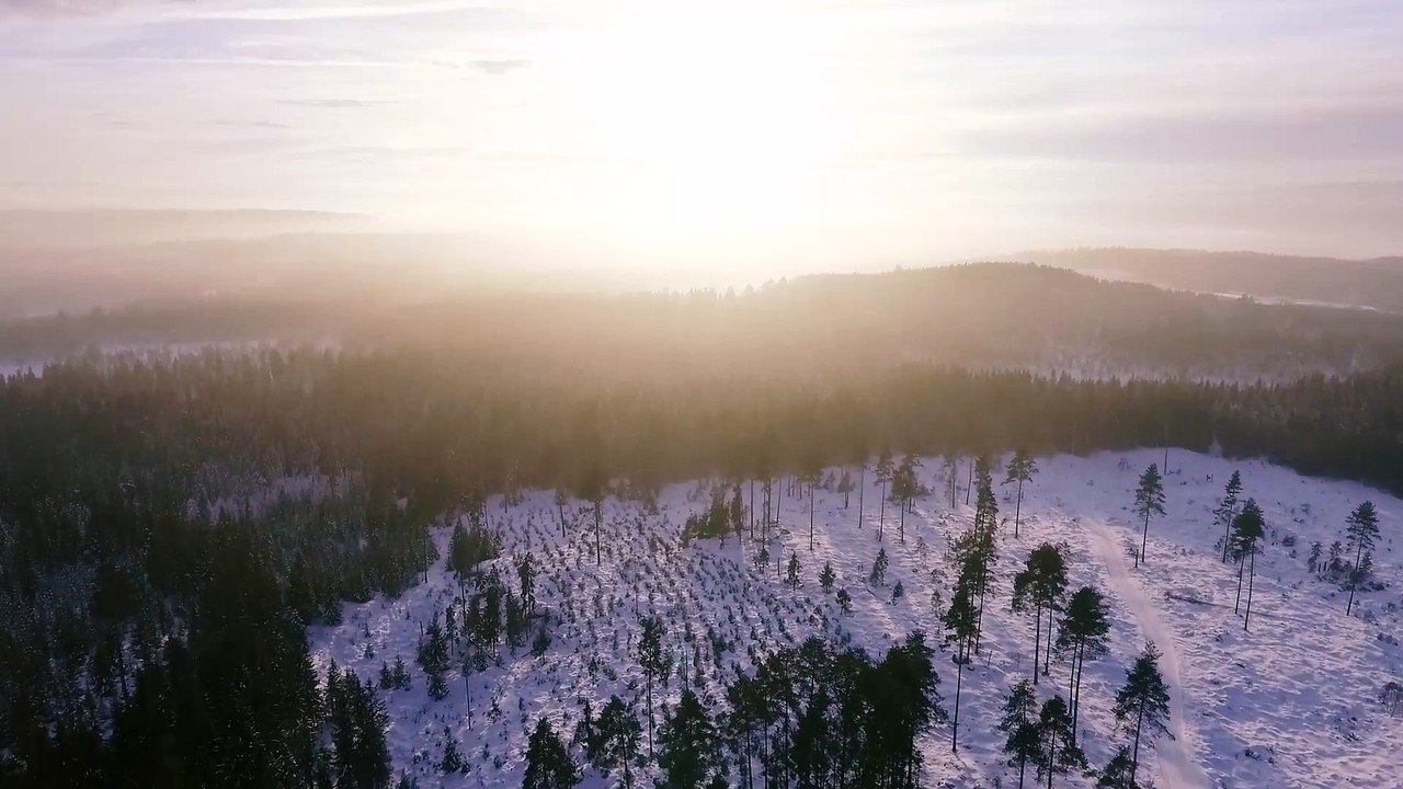 Drone Forest - Shawn Max McCourt