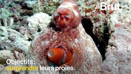 Comment les animaux se camouflent ?