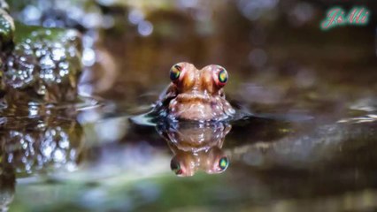 Kỳ lạ loài cá sống trong hang sâu, bò nhanh trên đất và trèo cây cực giỏi
