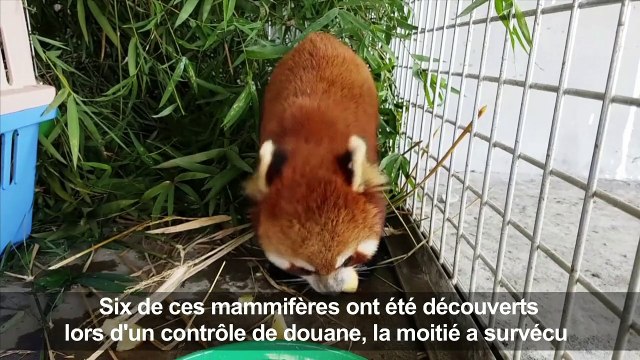 Les pandas roux, nouvelles cibles des braconniers en Asie
