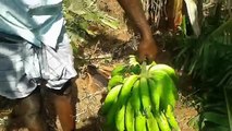 Cooking Farm Fresh Banana Chips In My Village Farm - Nendhiran Chips - Food Money Food