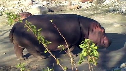 Oxford Discover Level 5 Big Question 4 How Do Animals Communicate 1