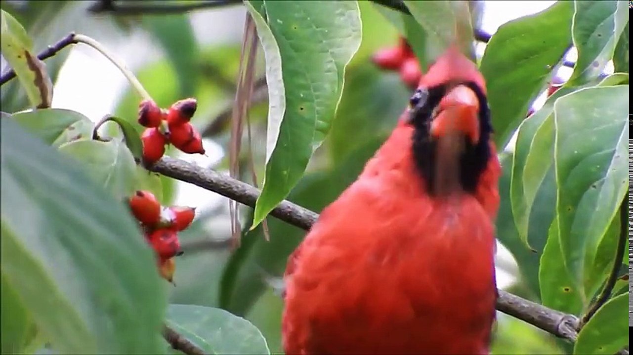 Beautiful_Sound_Of_Nature_Video-__Amazing_Bird_Singing
