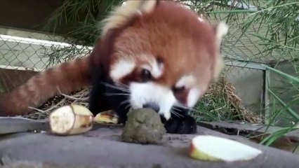 Pandas vermelhos passam bem