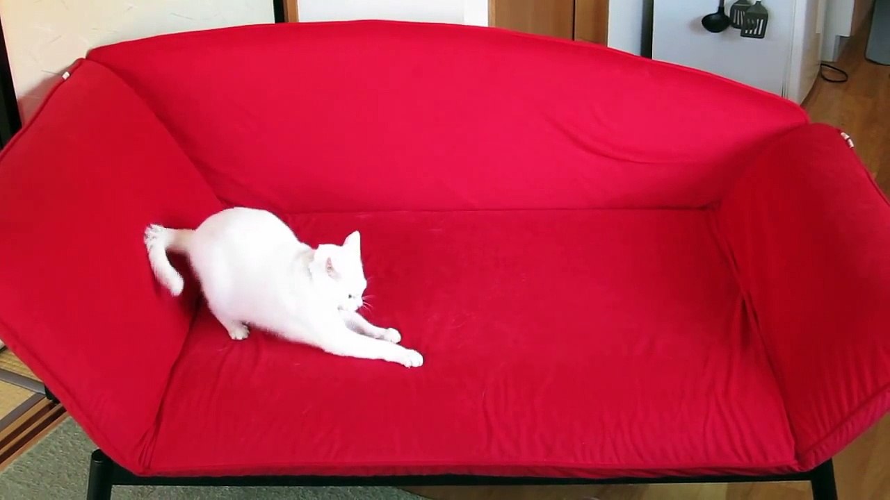 Playful_Cute_White_Cat_on_a_Red_Sofa_Beautiful_Contrast[Trim]