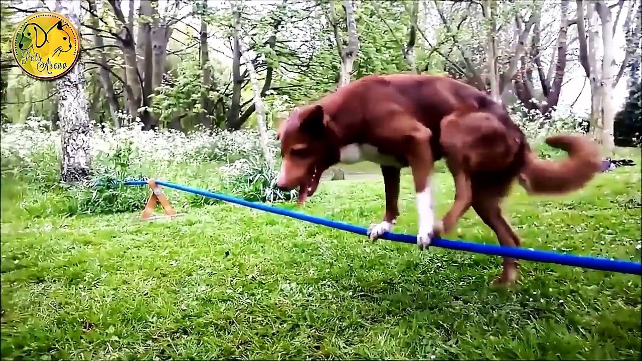 _Video_-_Funny_Cats,_Dogs,_Monkey_And_Animals_That_Make_You_Laugh_To_Die[Trim]