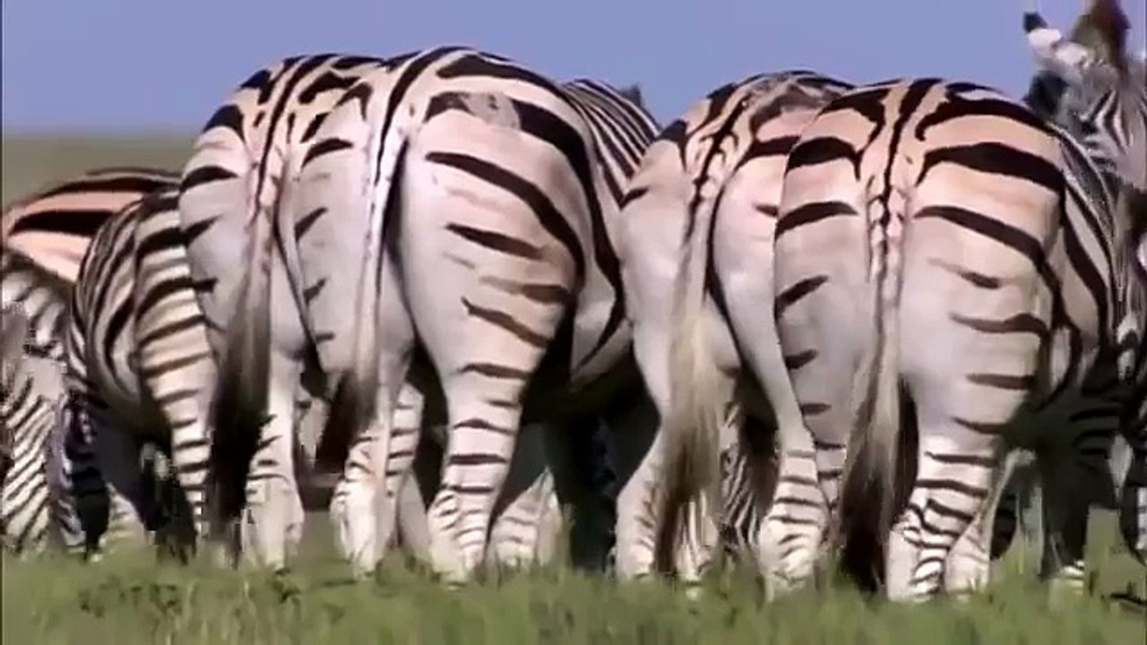 National_Geographic_Documentary_-_The_Great_Zebra_Migration_-_BBC_Discovery_Plan