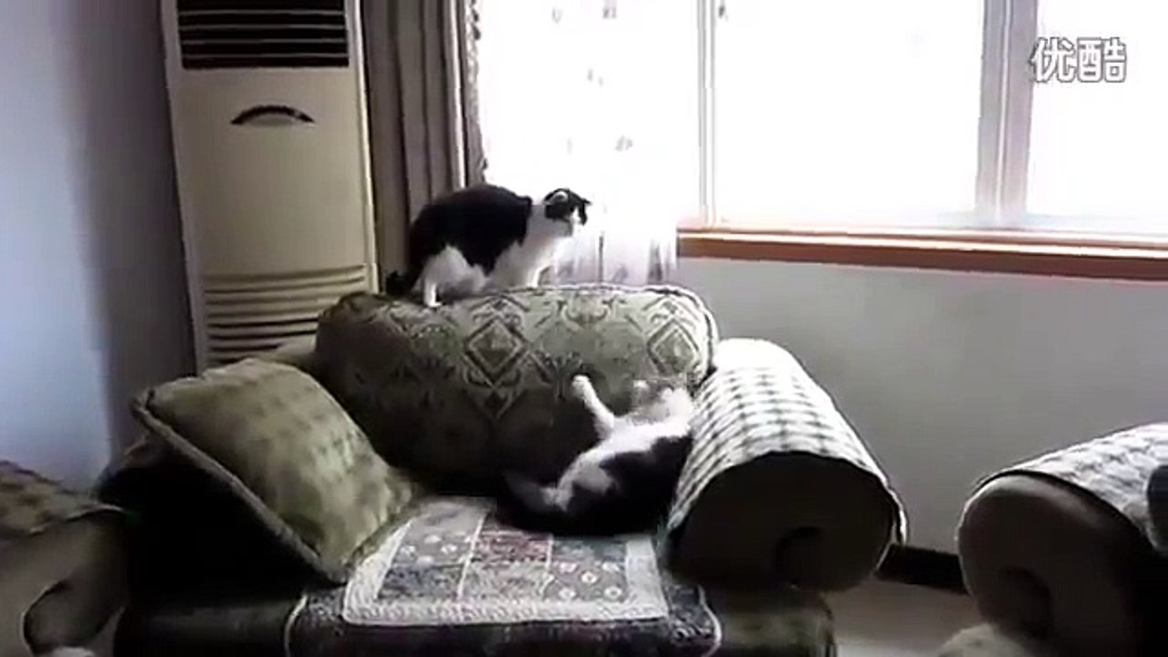 funny_cats,funny_animals,funny_video,cute_kittens,kittens,cats,funny_cat