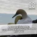 Nouvelle-Zélande : L'oiseau le plus seul du monde est décédé