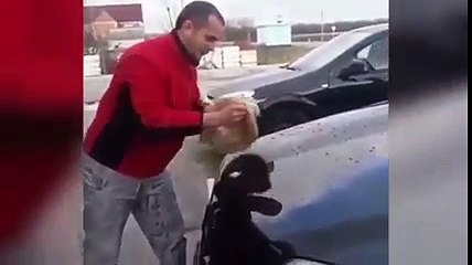 Kediyle araç yıkayan insan