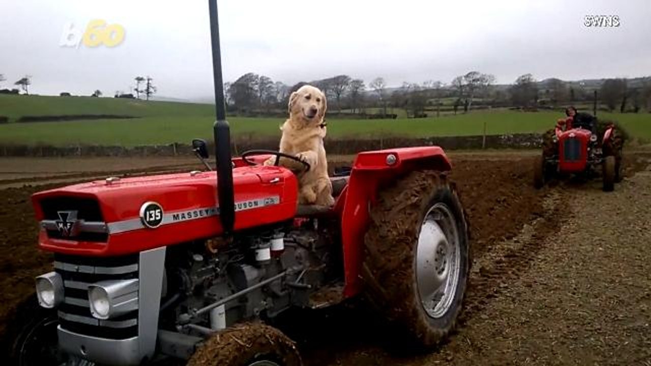 OMG!!! Hilarious Video Shows Golden Retriever Driving a Tractor and Lawn Mower